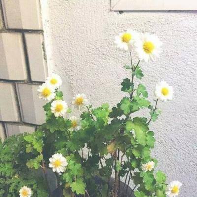 塔塔水浒2破解版下载